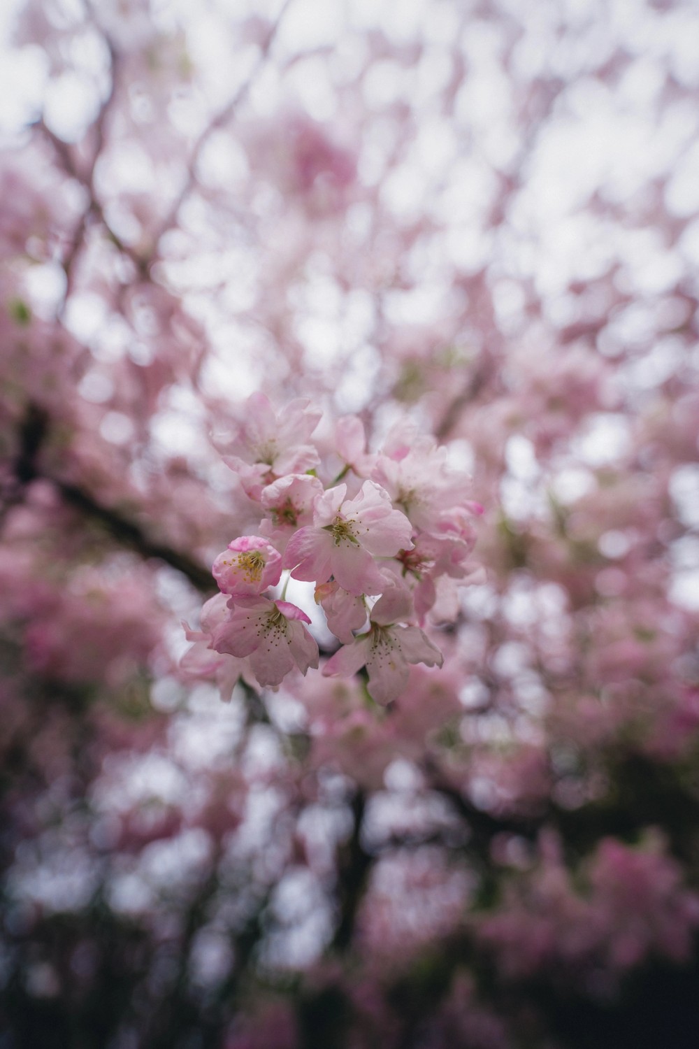 Fresh Petals — gallery image