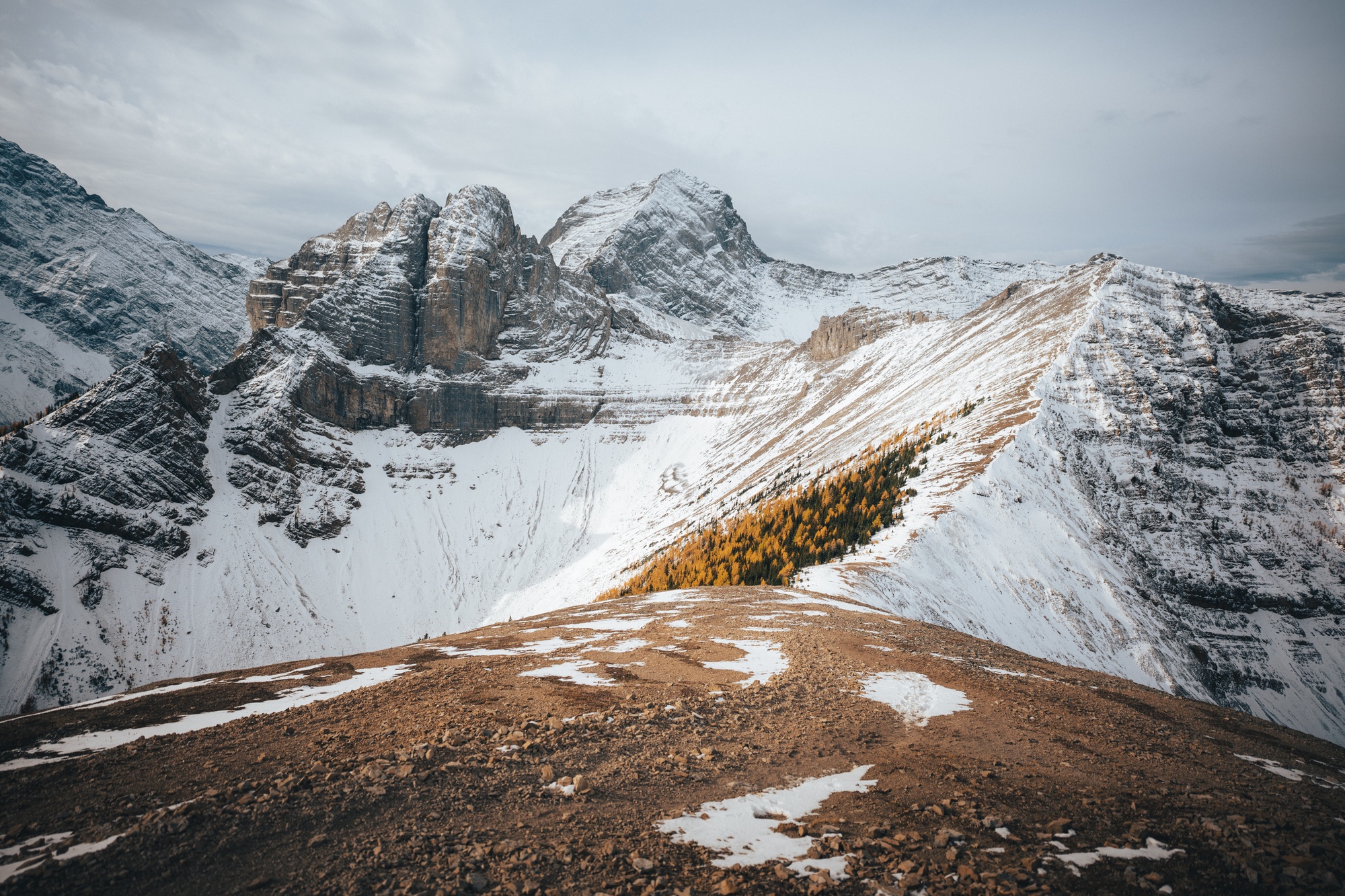 Tent Ridge Larches