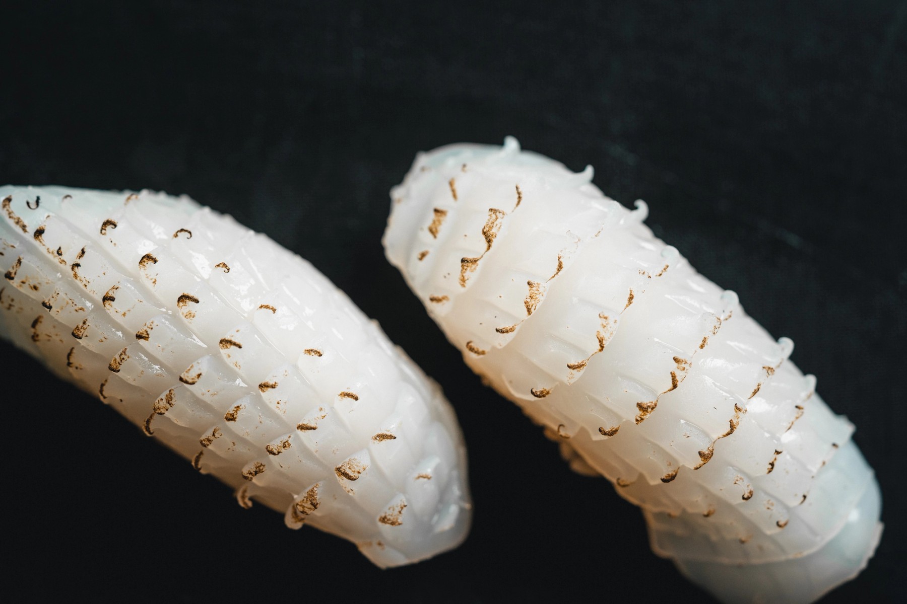 Koji Chiba Sushi — gallery image