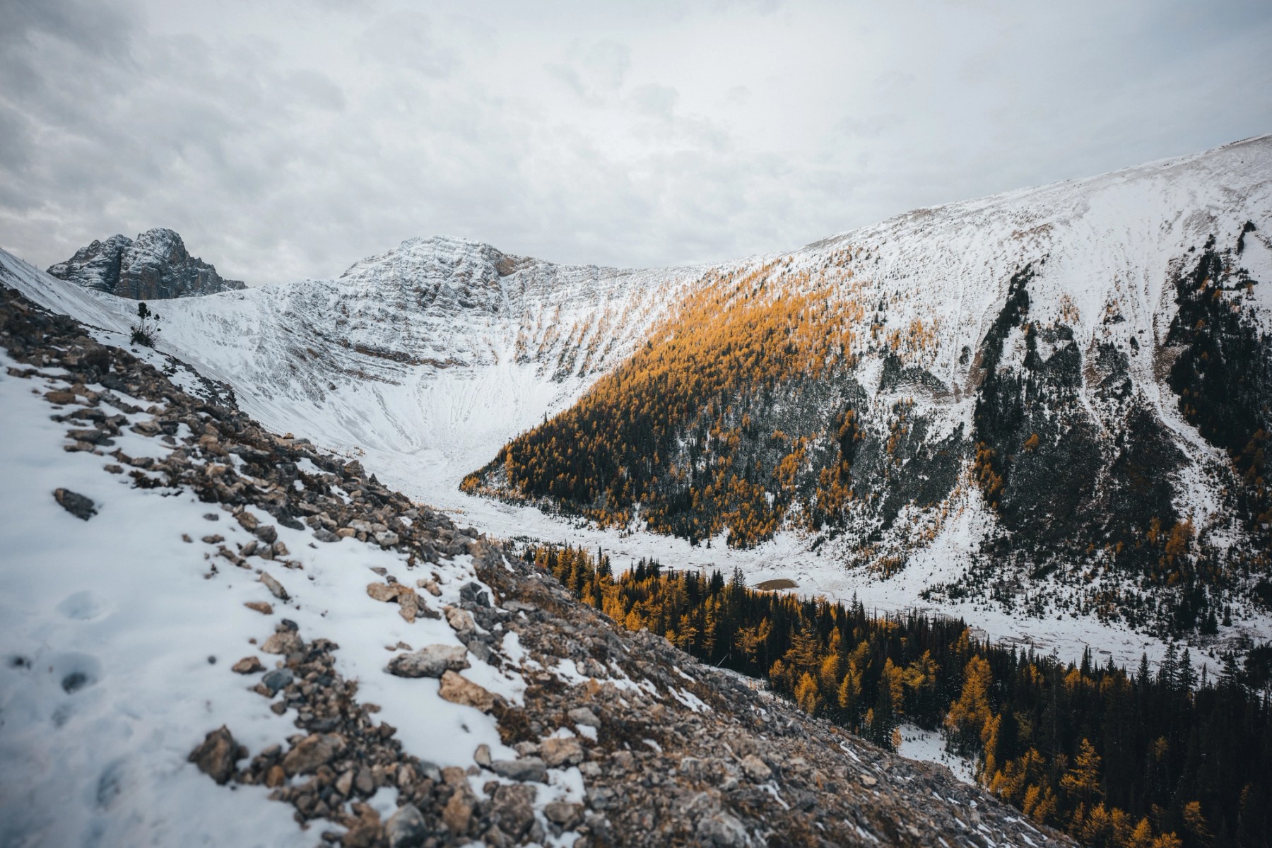 Tent Ridge Larches — gallery image