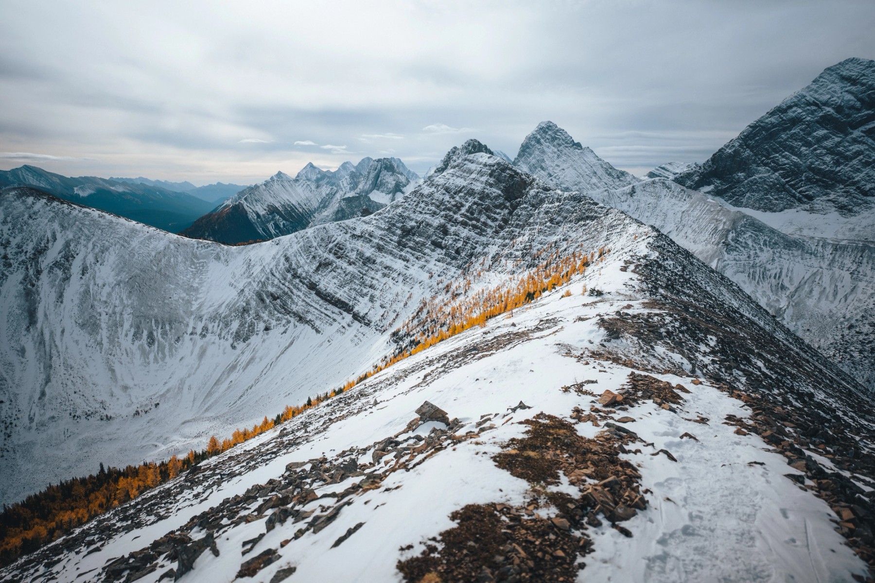 Tent Ridge Larches — gallery image