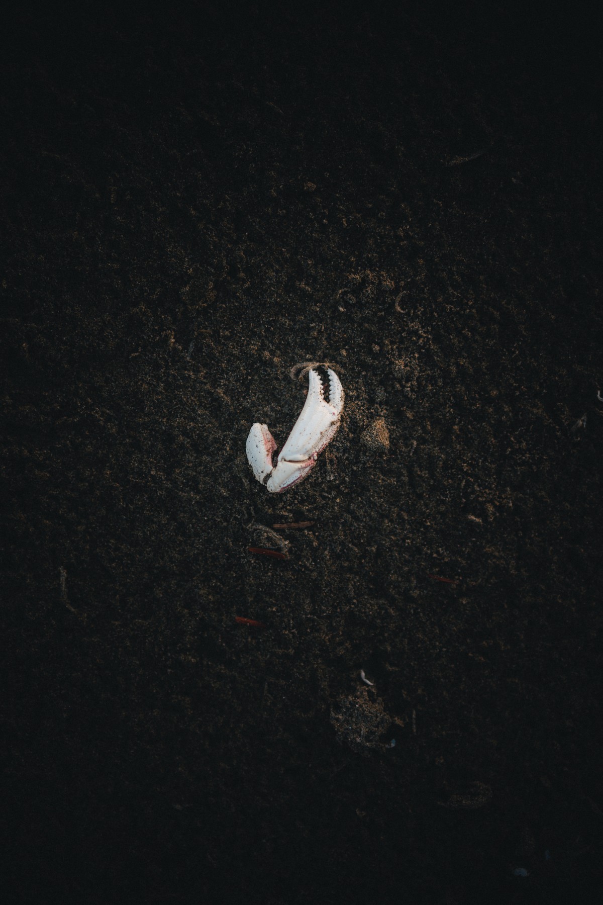 Crab Shell on the Beach