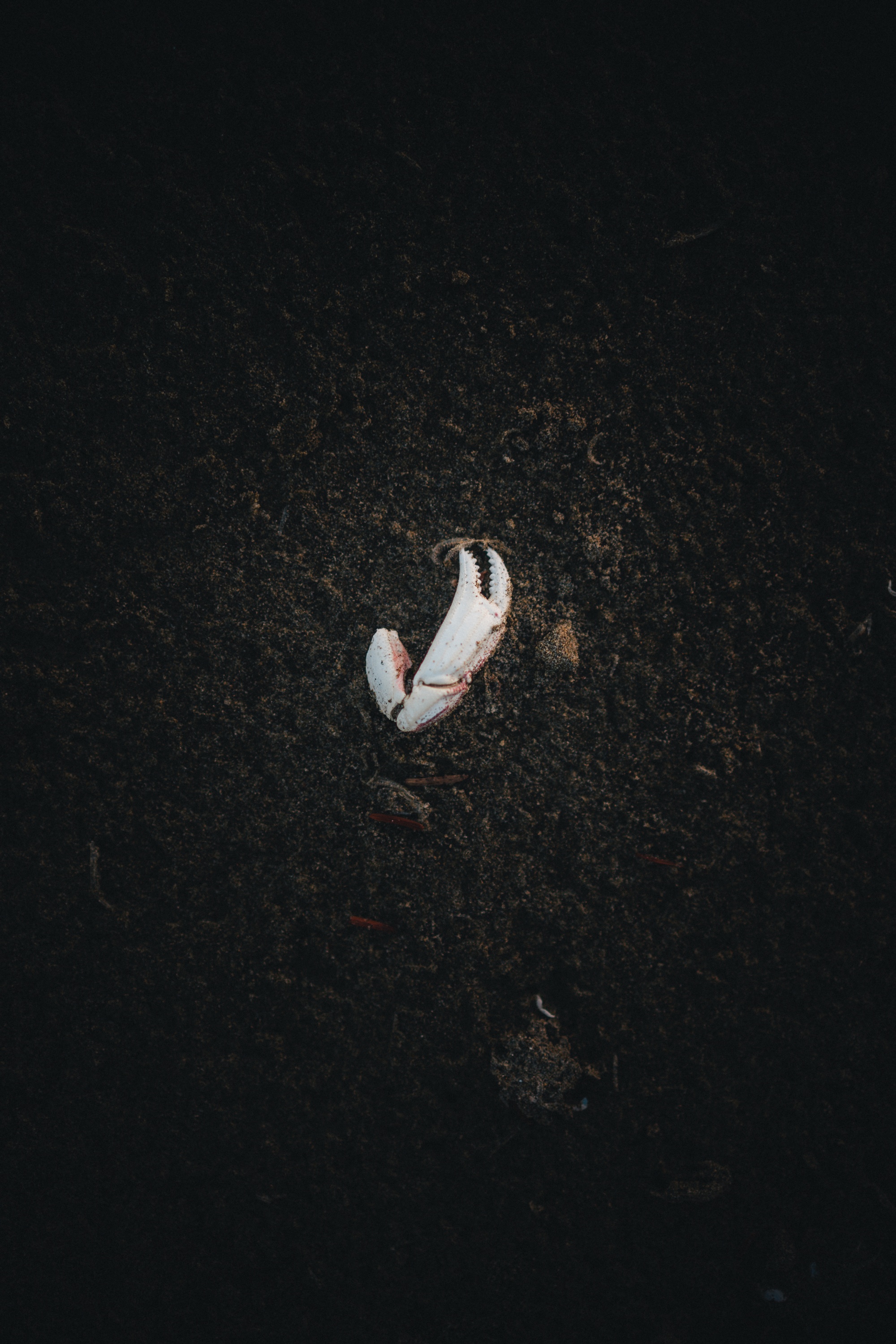 Crab Shell on the Beach