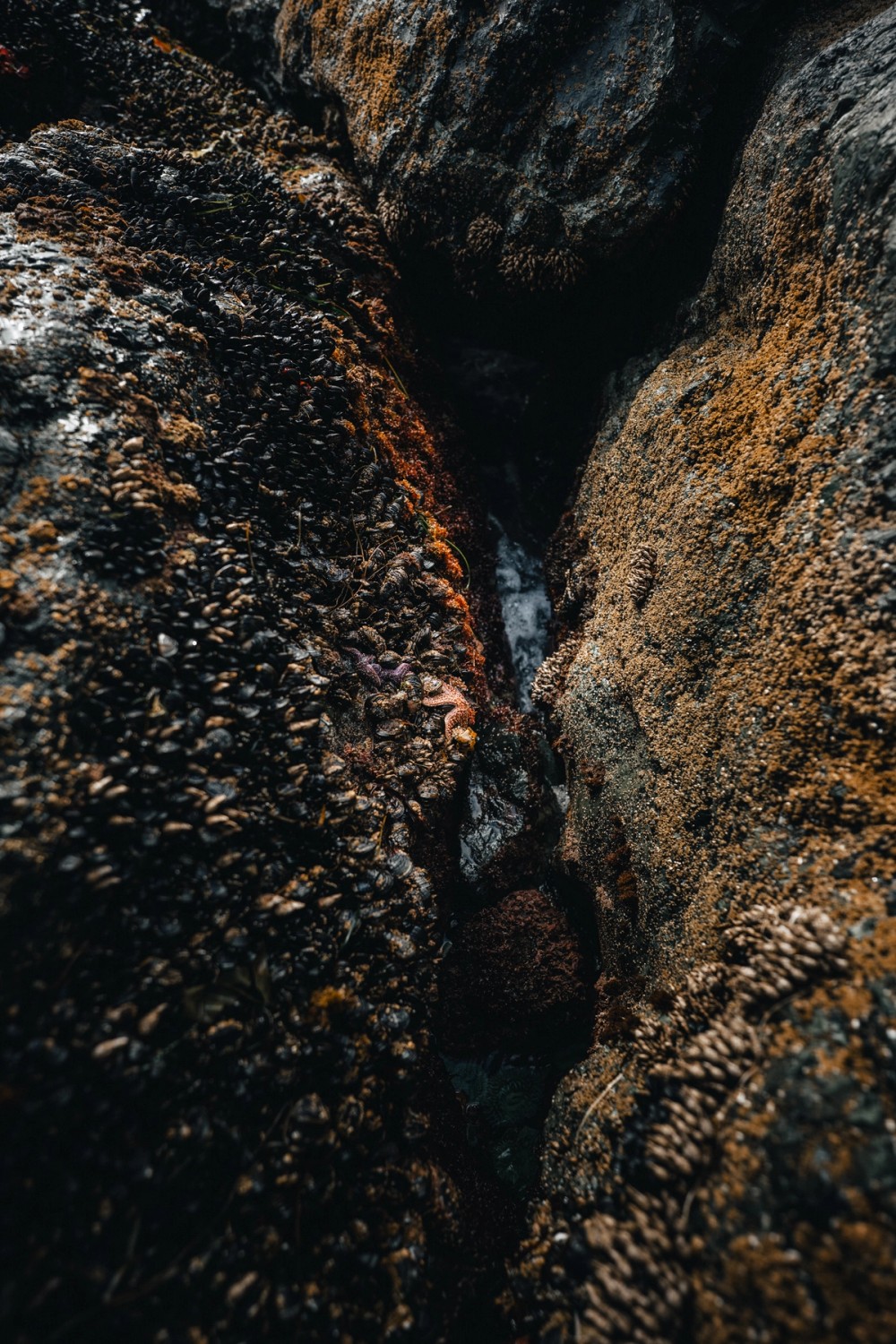 Low Tide in Tofino — gallery image