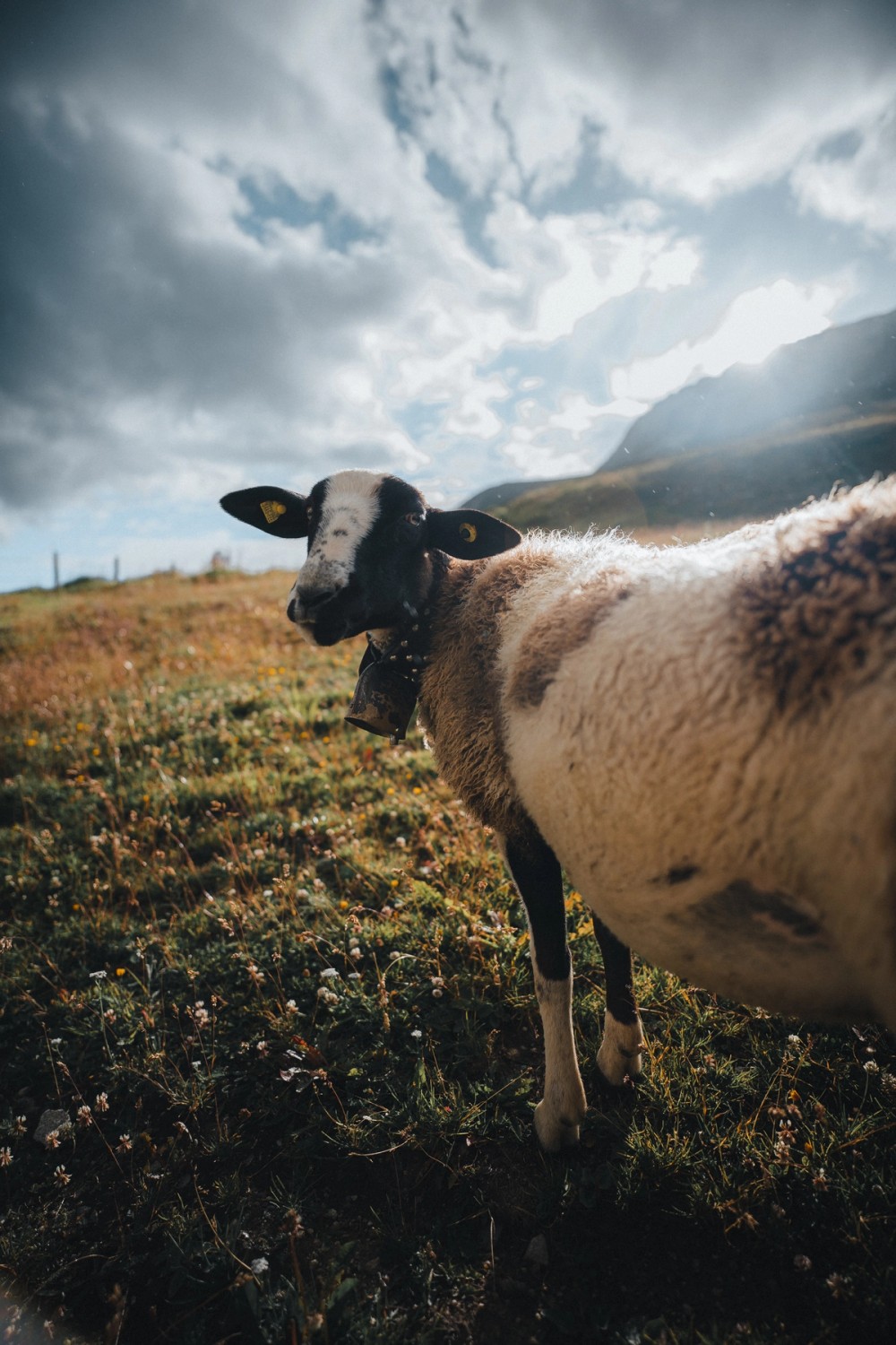 Swiss Alpine Sheep — gallery image