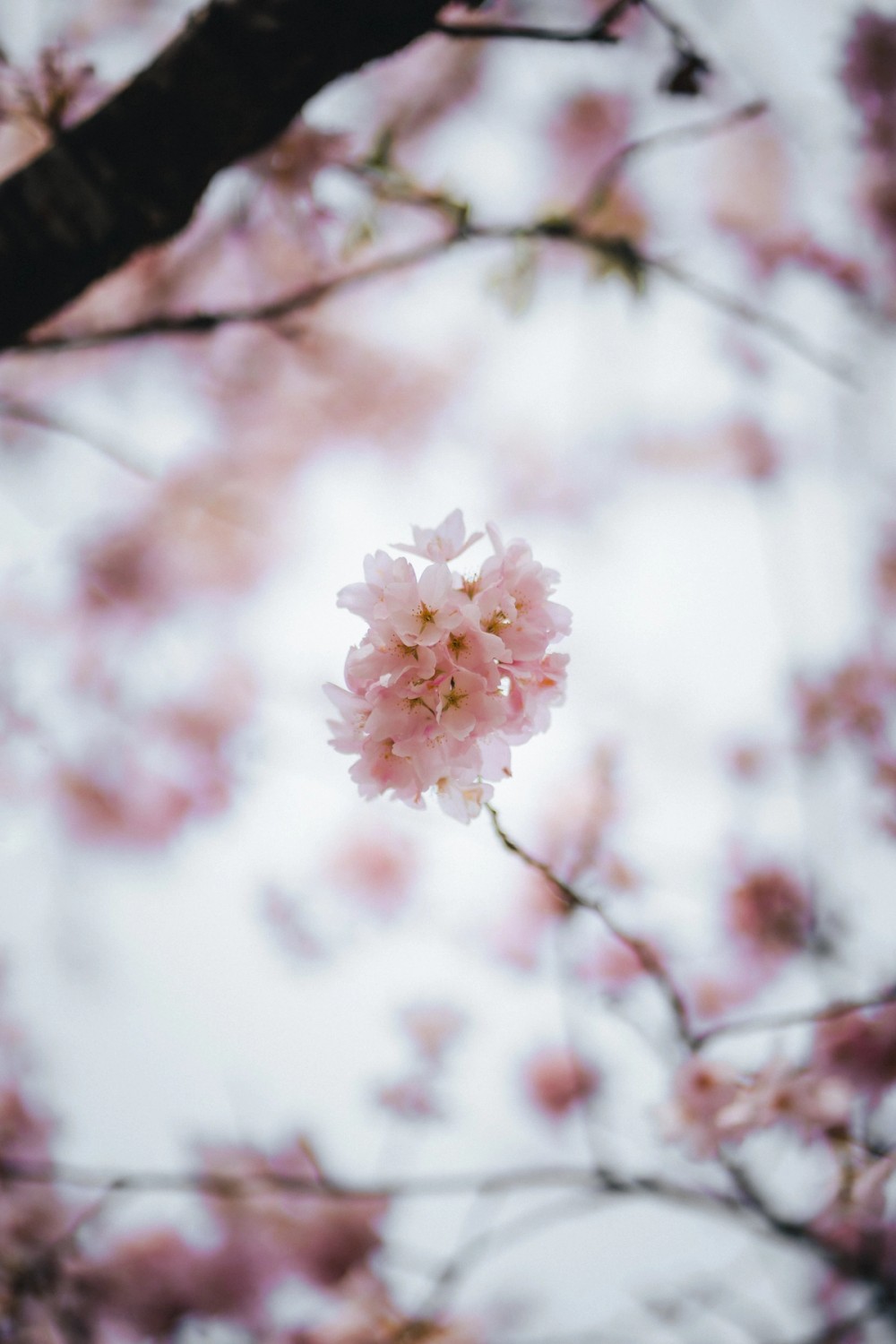 Vancouver Petals — gallery image