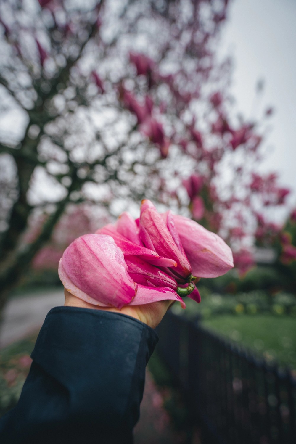 Fresh Petals — gallery image