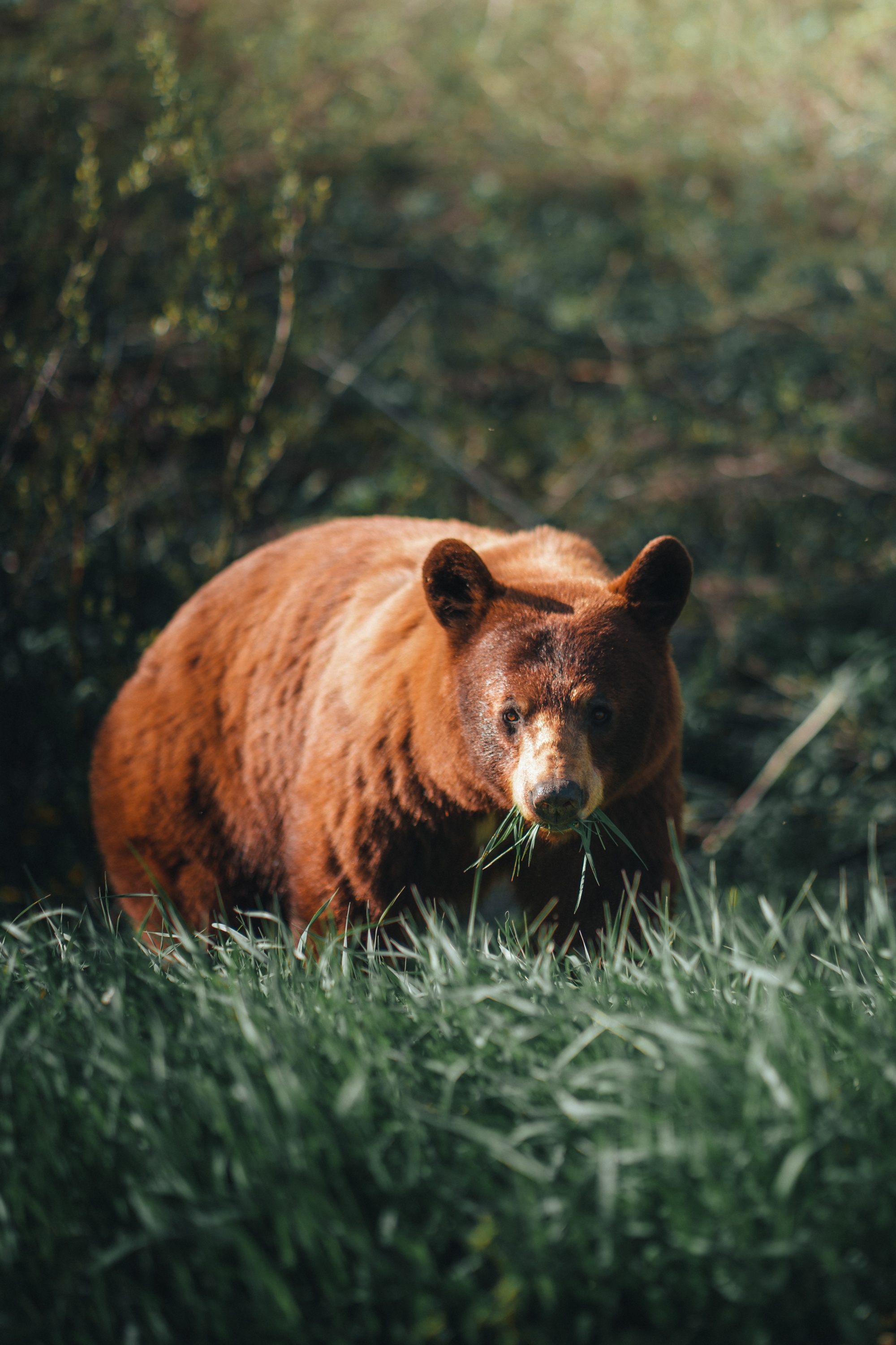 Brown Bear at Riding Mountain