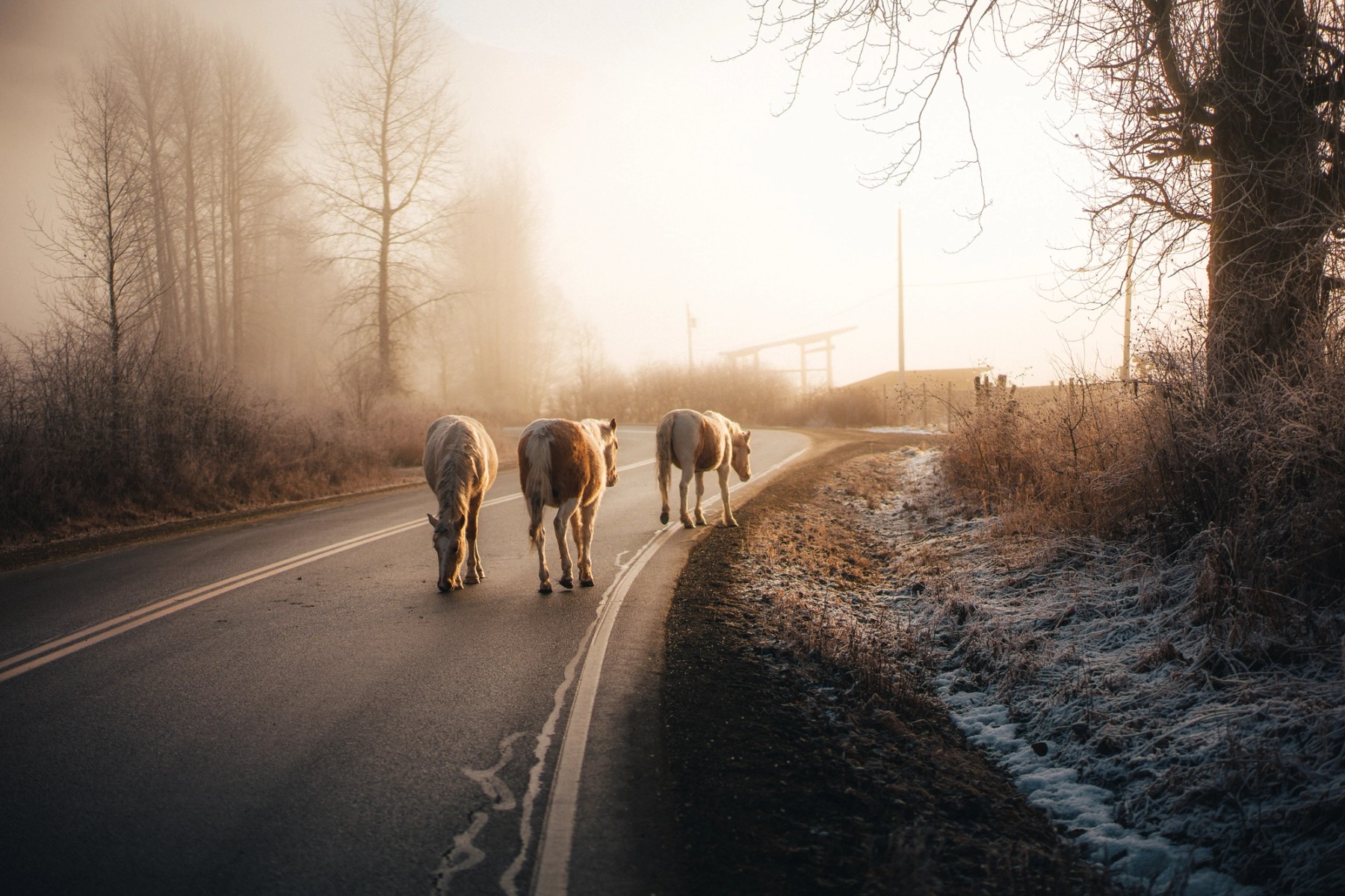 Foggy Morning Horses — gallery image
