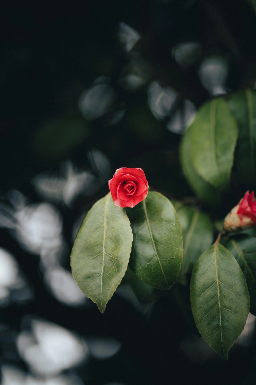 Vancouver Petals — gallery image
