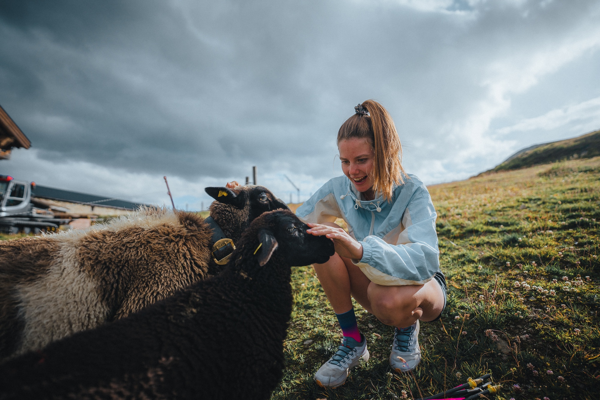 Swiss Alpine Sheep