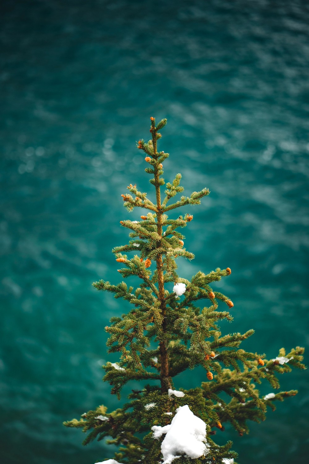Lake Minewanka First Snowfall — gallery image
