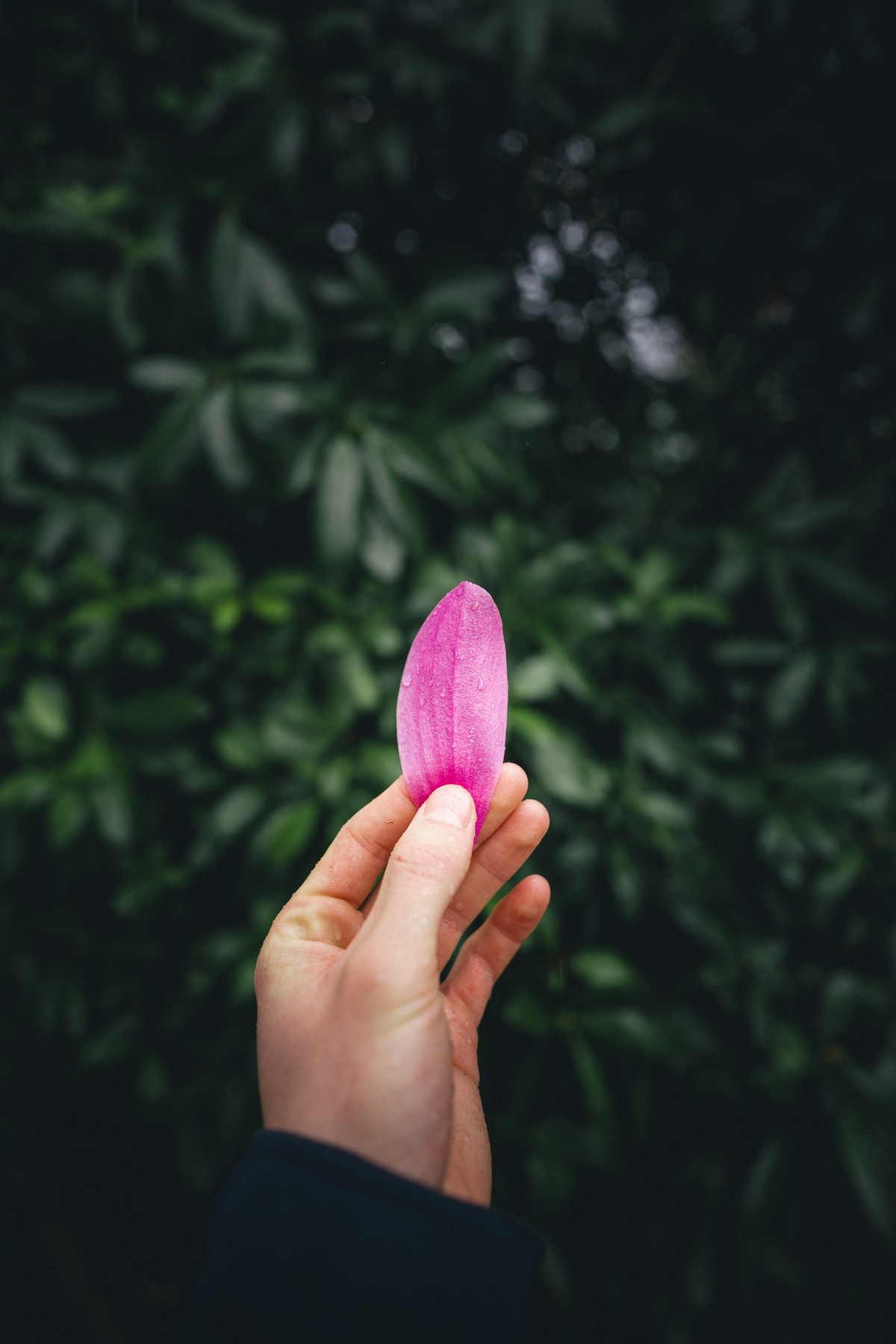Fresh Petals