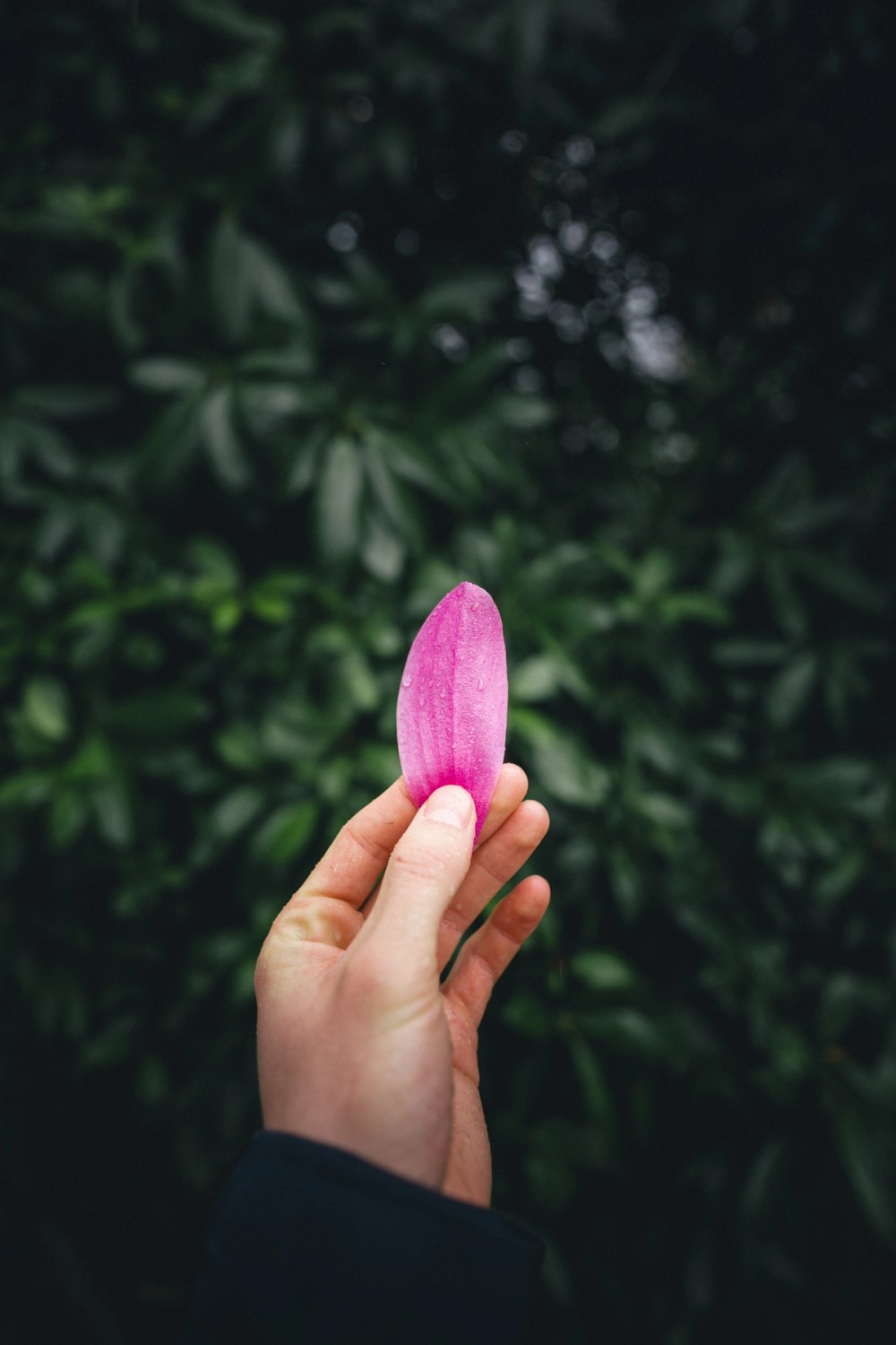 Fresh Petals — gallery image