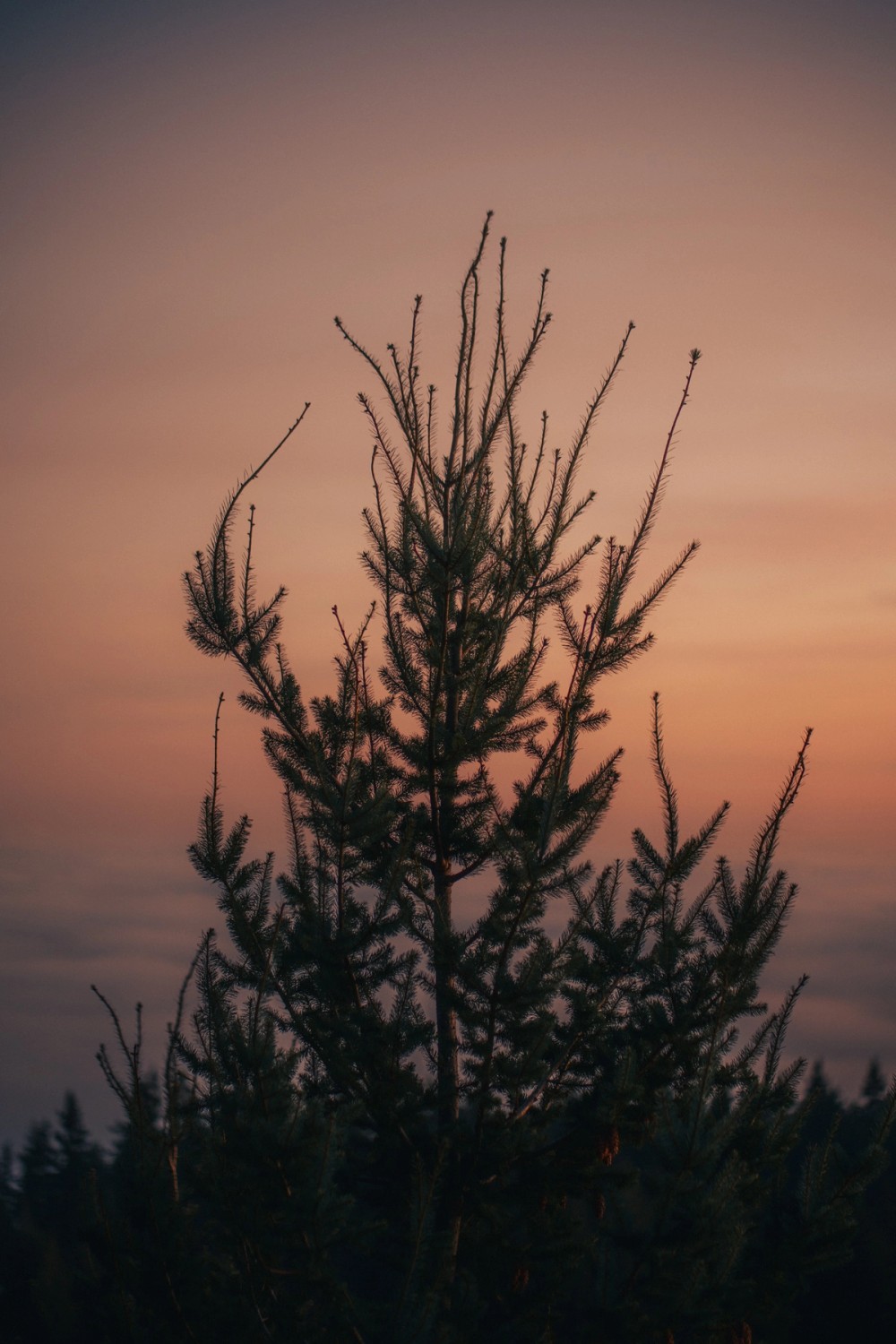 Cypress Lookout Inversion — gallery image