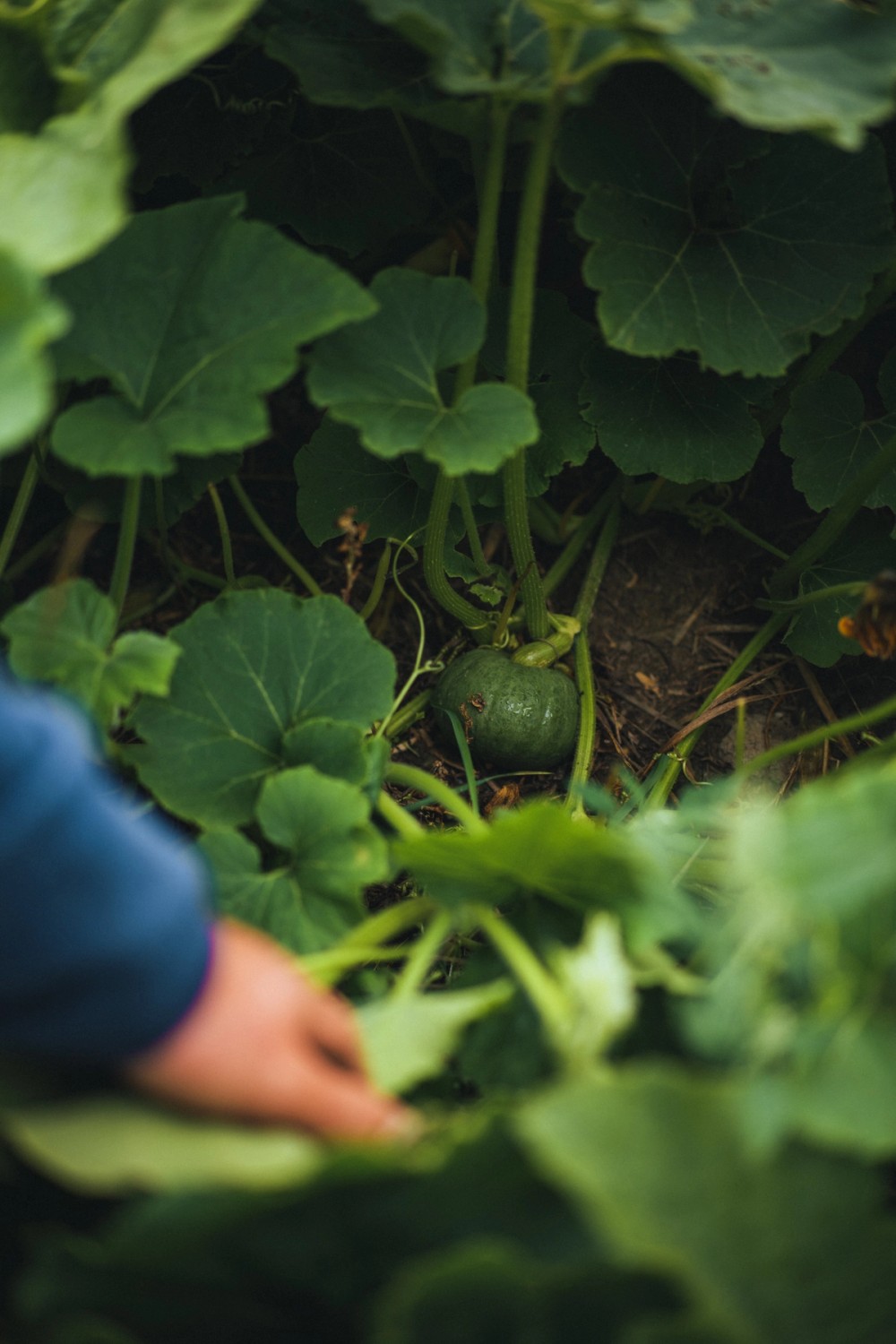 CSI North Arm Farm — gallery image