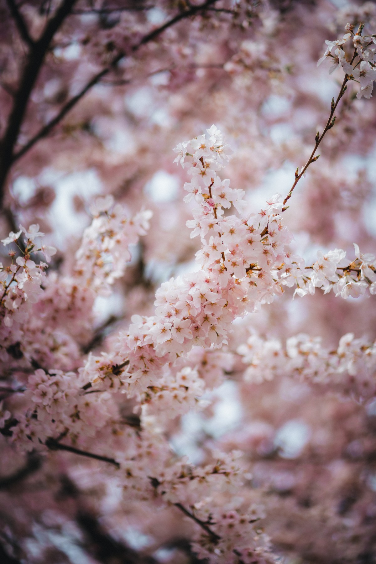Vancouver Petals