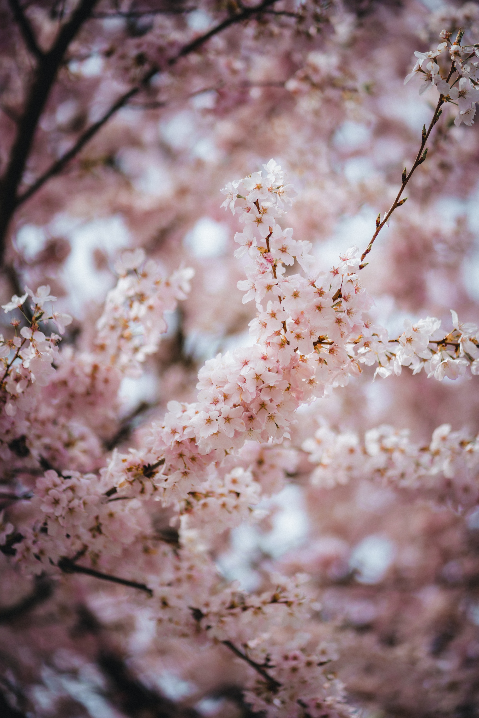 Vancouver Petals