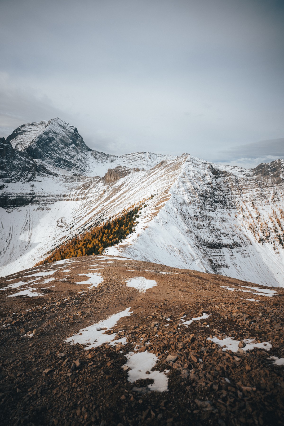 Tent Ridge Larches — project cover