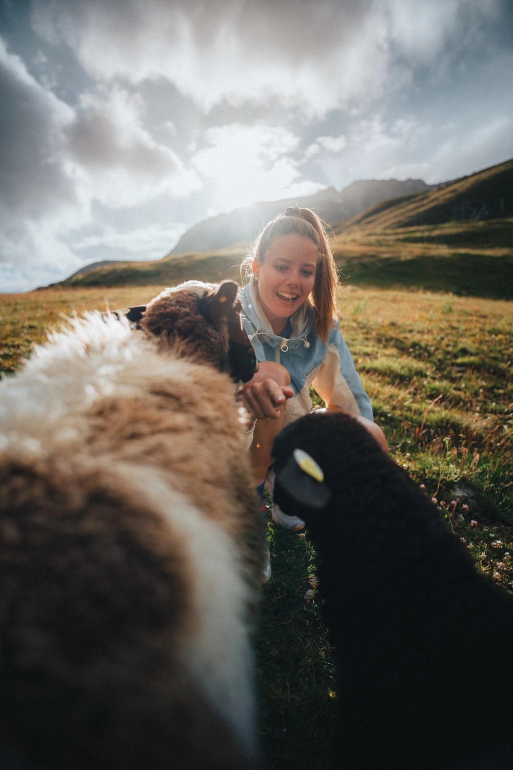 Swiss Alpine Sheep — gallery image