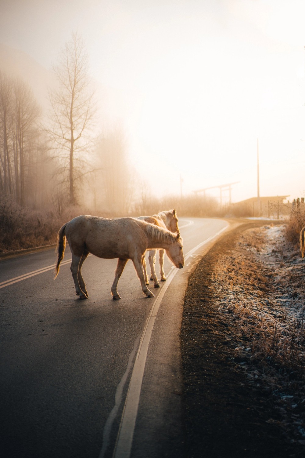 Foggy Morning Horses — gallery image