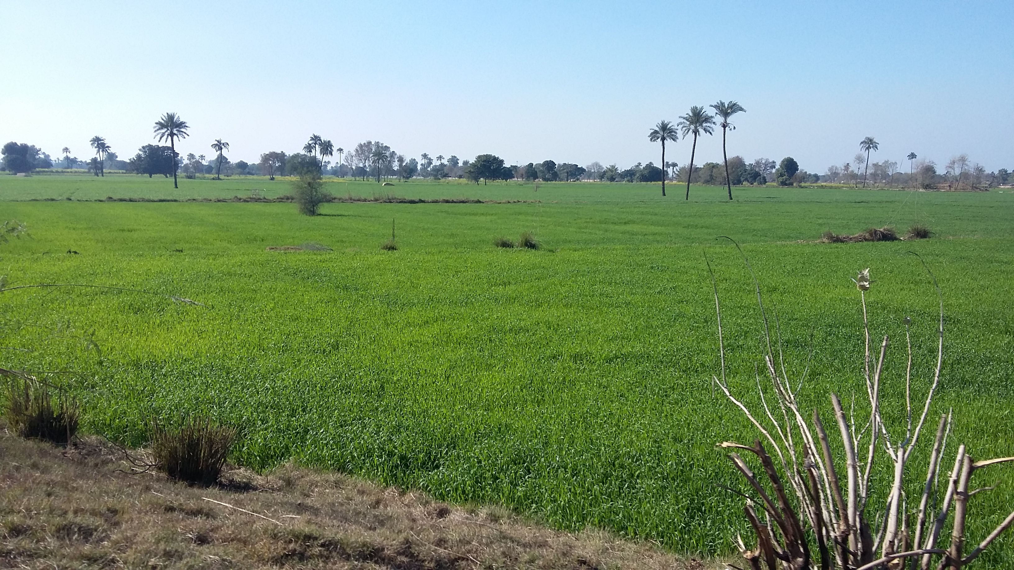 Green fields on the edge of Bahawalpur