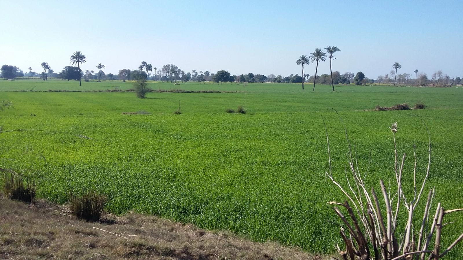 Green fields on the edge of Bahawalpur