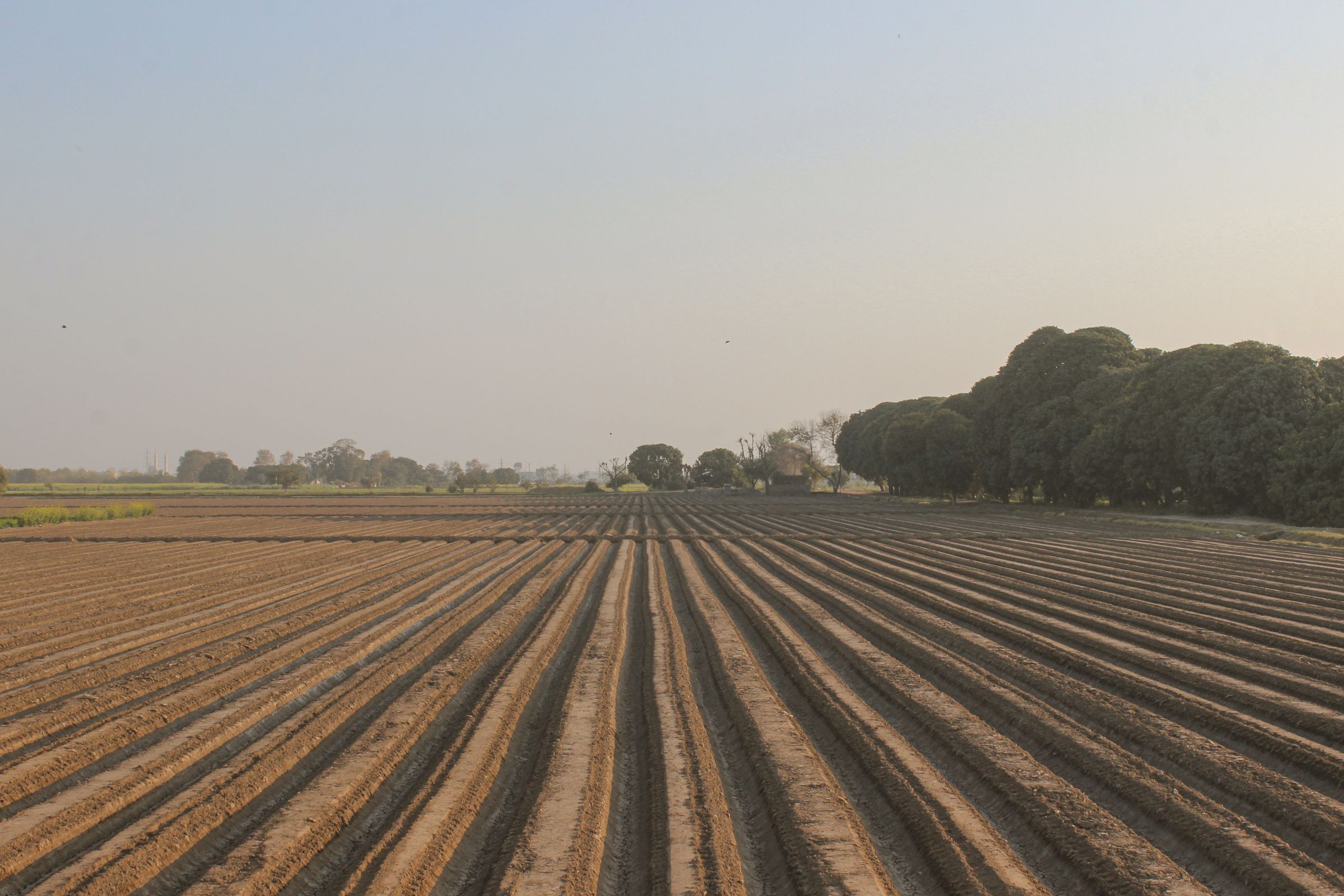 A ploughed agricultural field in Punjab, Pakistan