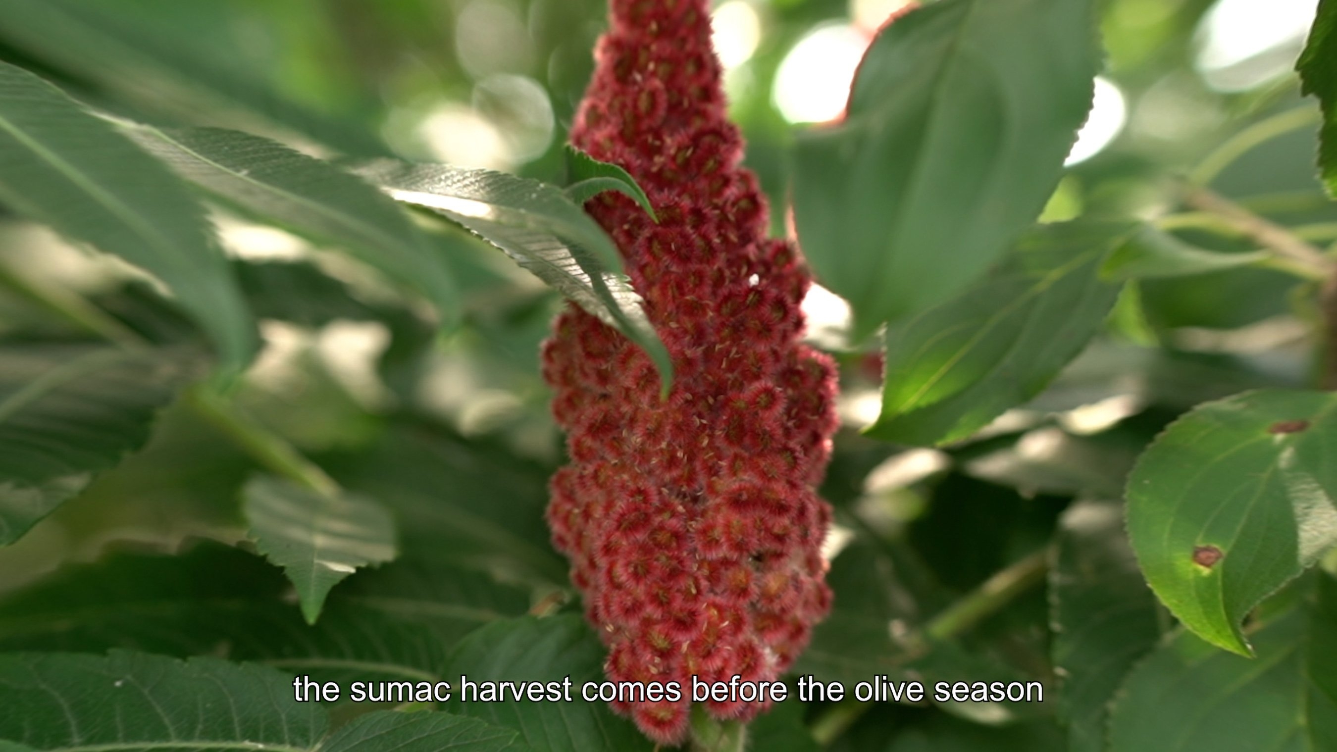 Green leaves surround a red flower. a Subtitle reads "The sumac harvest comes before the olive season".