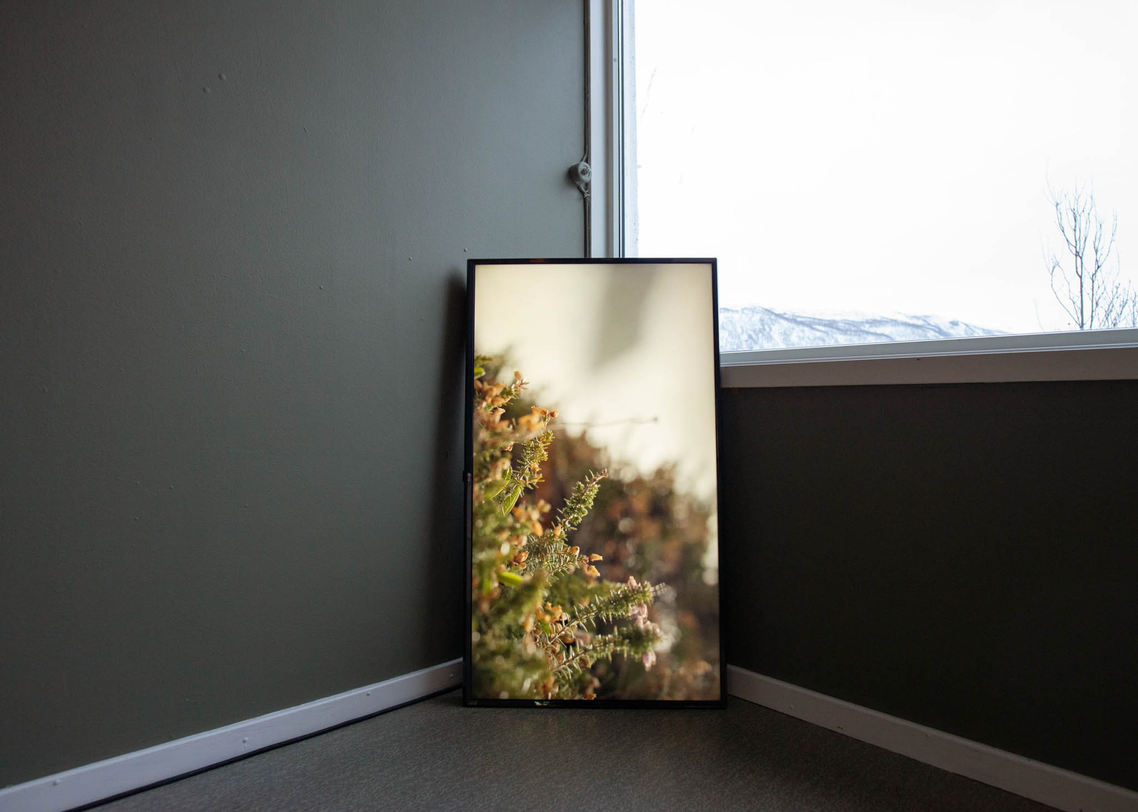 A vertical TV leans in the corner between a wall and a window. The TV displays heather.