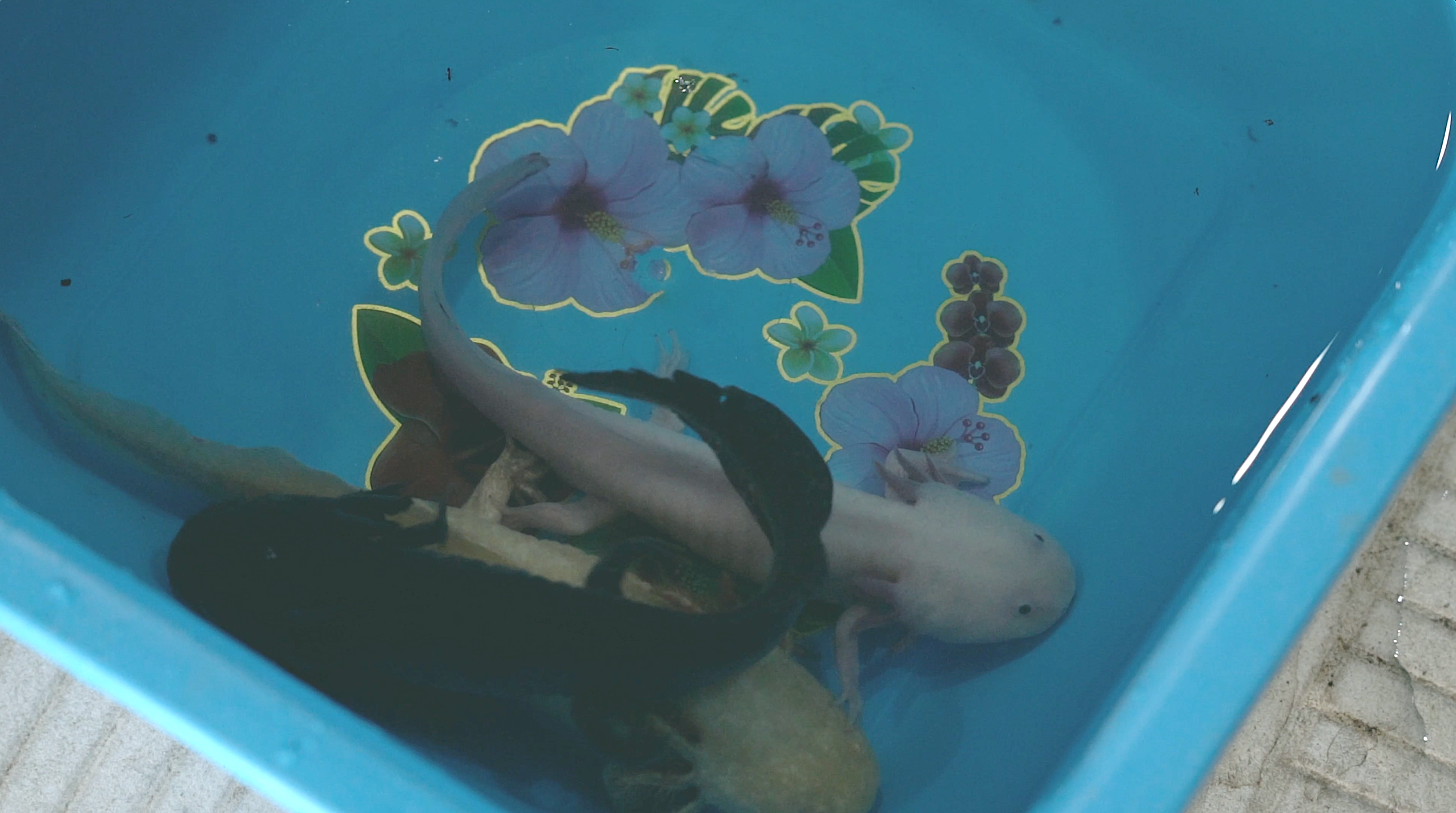 Still image from 'En Ausencia' by Caterina Erica Shanta