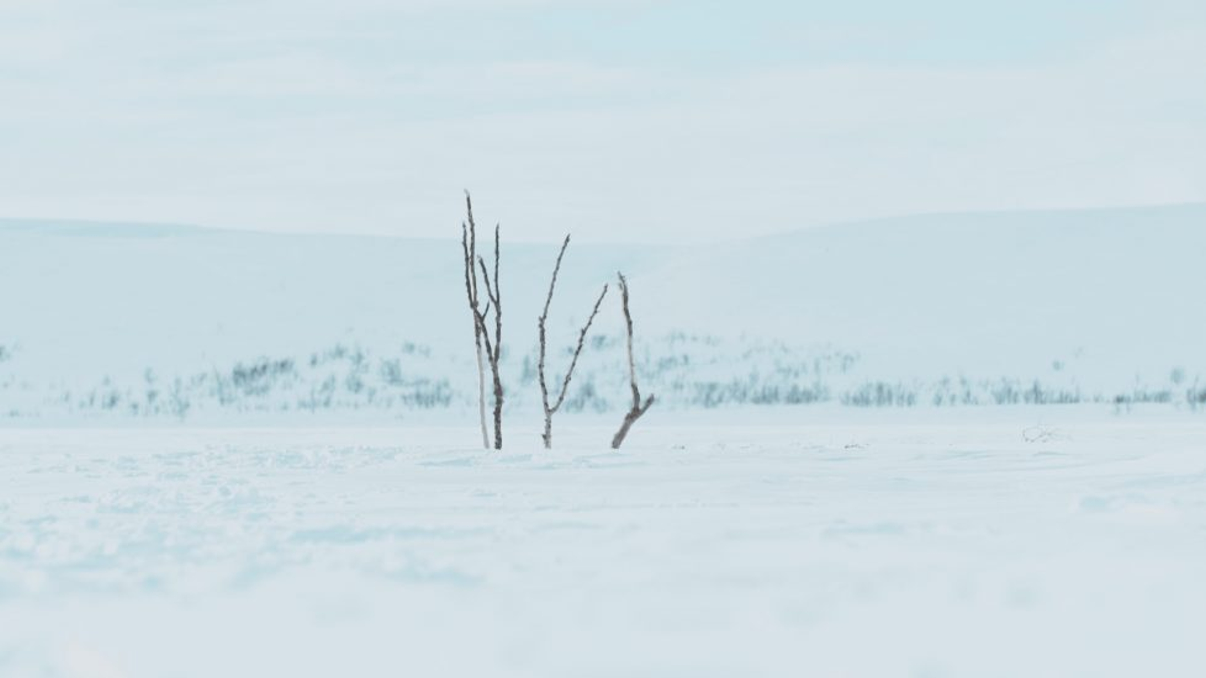 Still image from video showing birch tree branches in the snow.