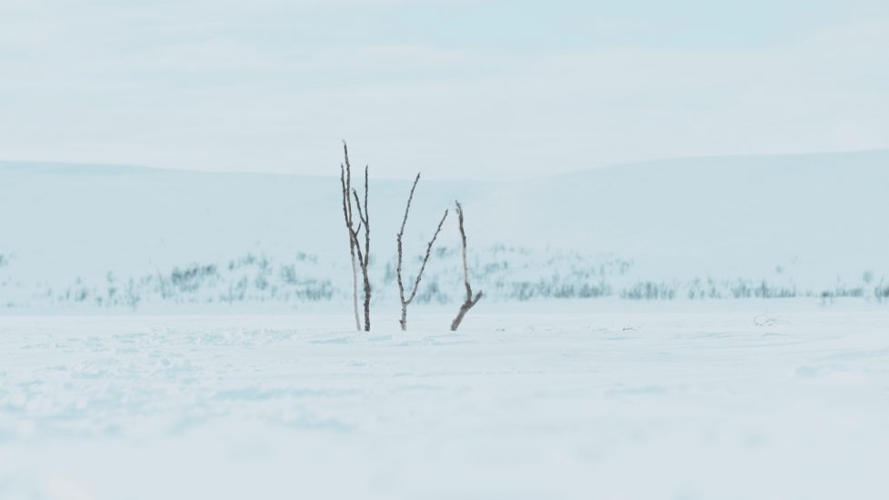 Still image from video showing birch tree branches in the snow.