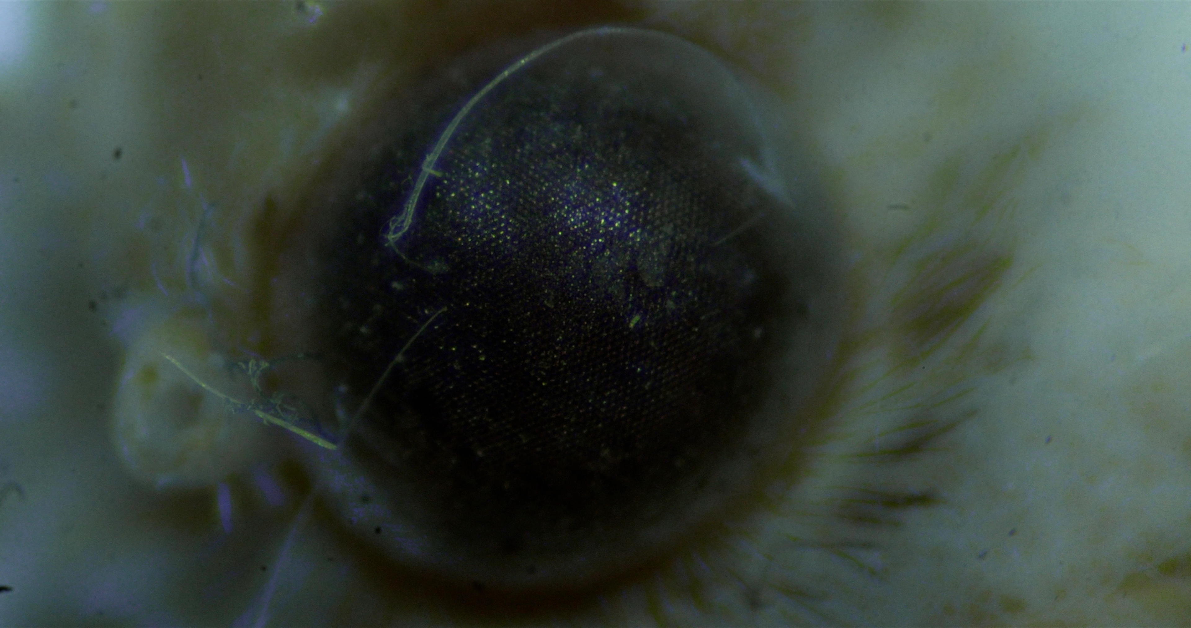 A close up of an insects eye.