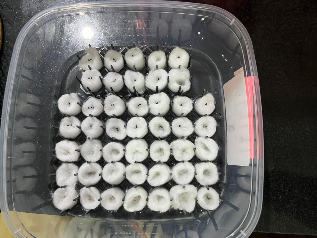 Desarrollo Mundo Ofertas