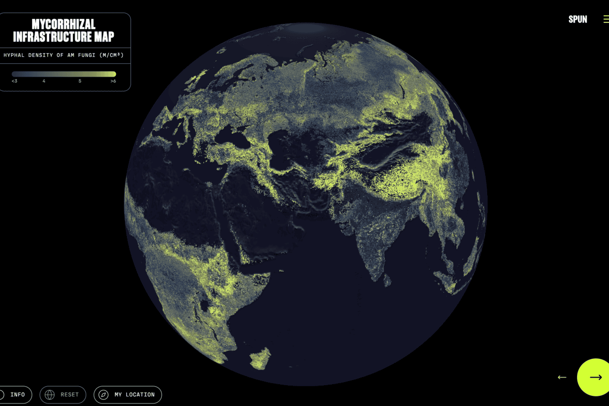 Global map of Earth’s mycorrhizal fungal networks could help protect them