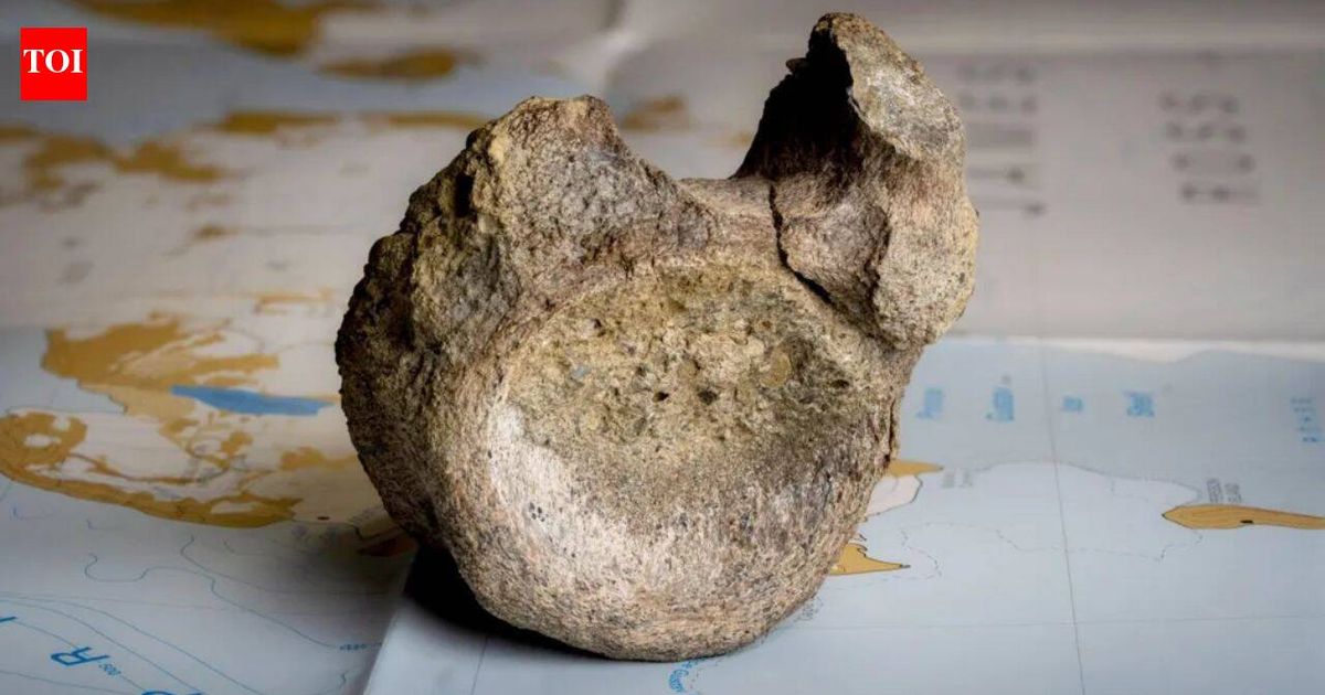 Antarctica's oldest known dinosaur fossil was hiding in a museum drawer for 40 years