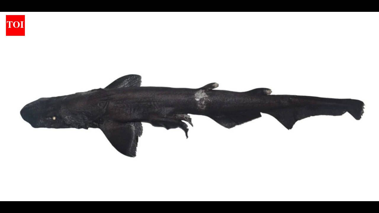 White-eyed shark discovered in Kerala's coast with shrimp trawler