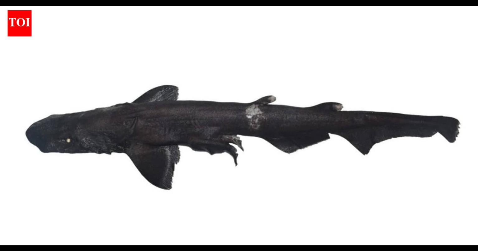 White-eyed shark discovered in Kerala's coast with shrimp trawler