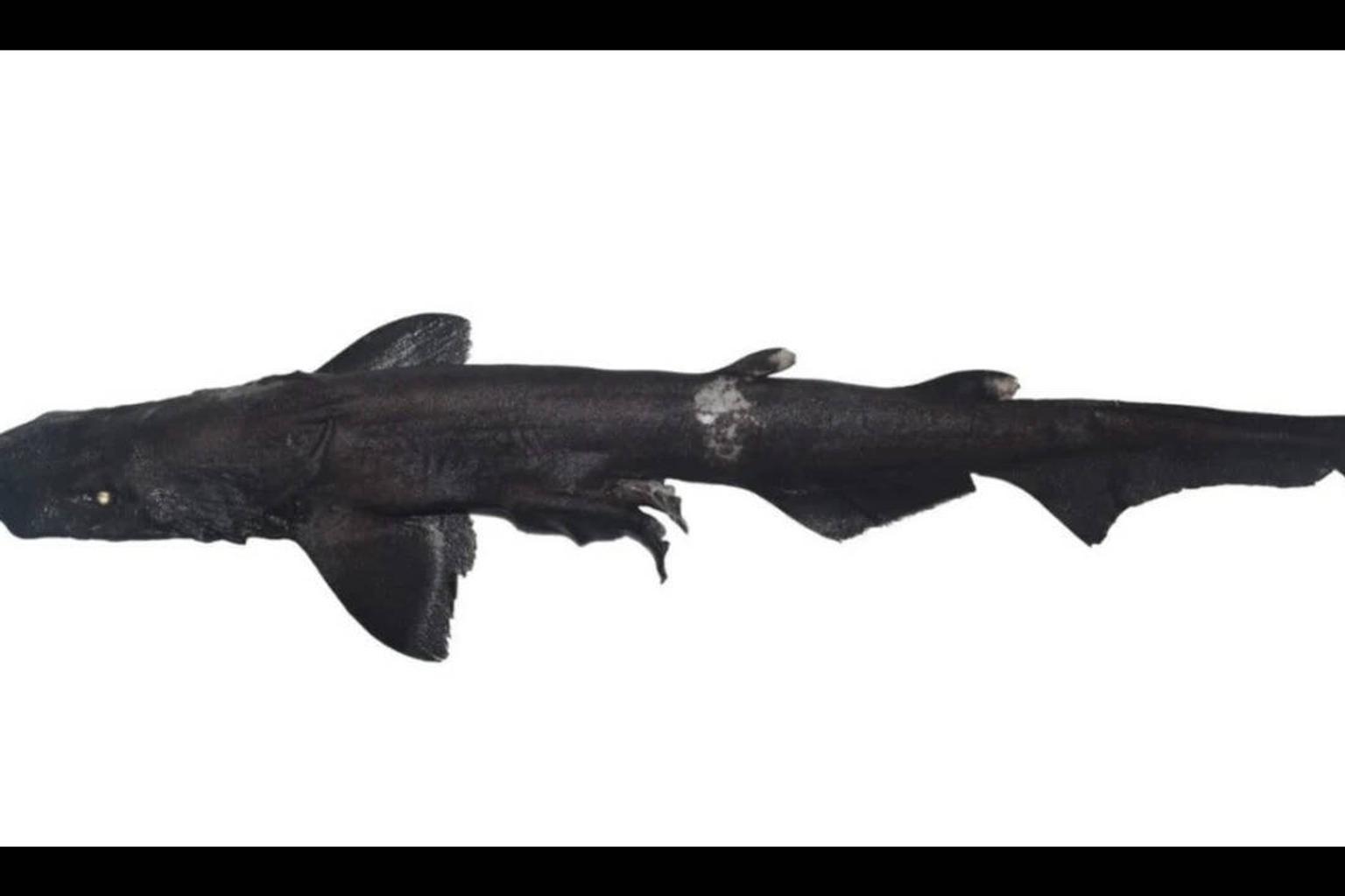 White-eyed shark discovered in Kerala's coast with shrimp trawler