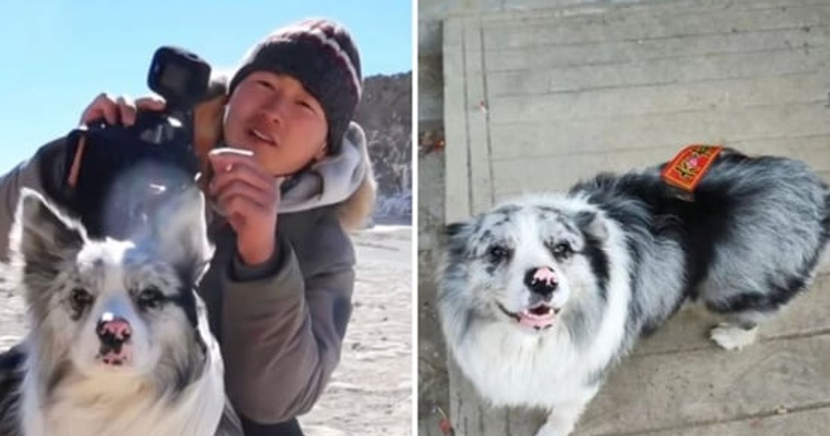 Influencer offers ₹1.4 lakh for missing dog, finds out pet was sold for ₹2,400 and eaten