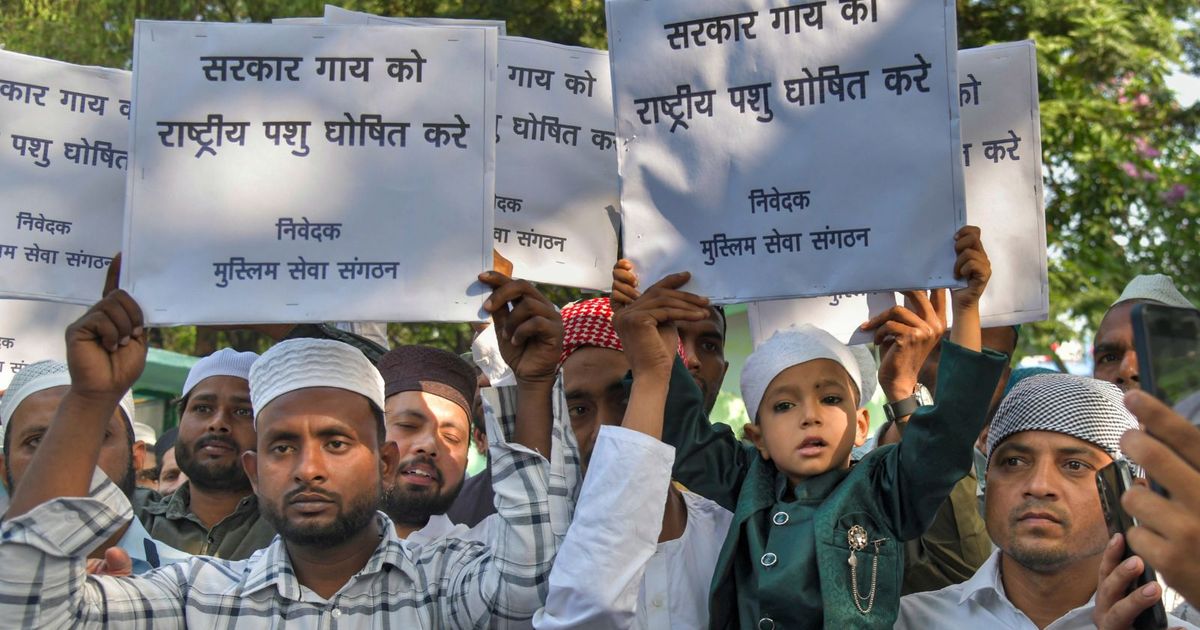 As cattle slaughter debate returns, the centuries-old politics over the cow — and why it remains a flashpoint