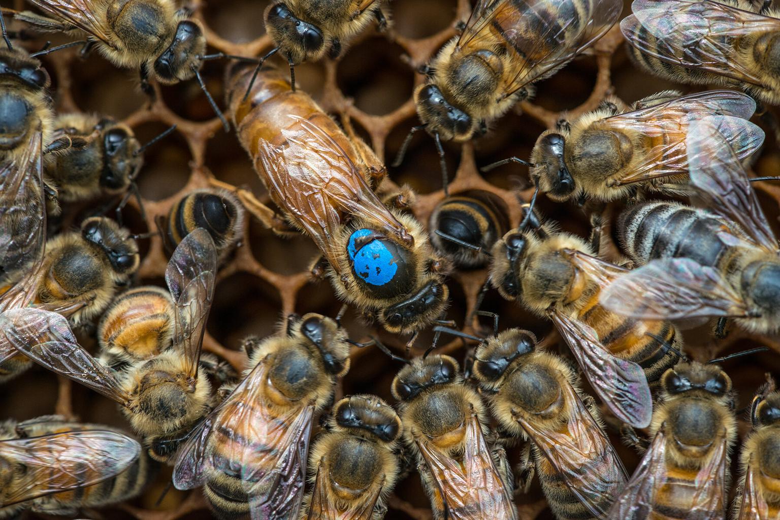 Bees in a colony performing different tasks