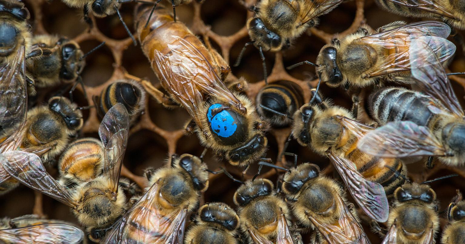 Bees in a colony performing different tasks