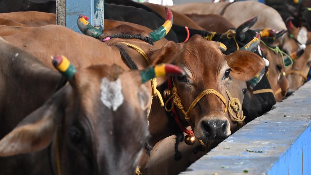 Tamil Nadu appeals to SC against Madras HC order on cow slaughter ban