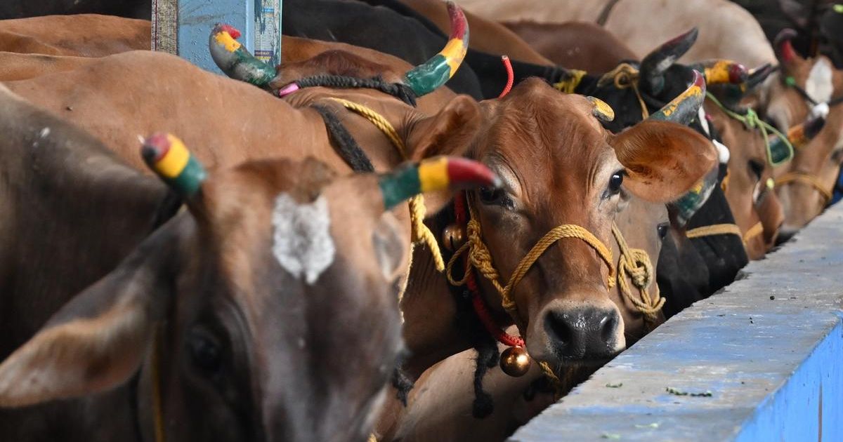 Tamil Nadu appeals to SC against Madras HC order on cow slaughter ban