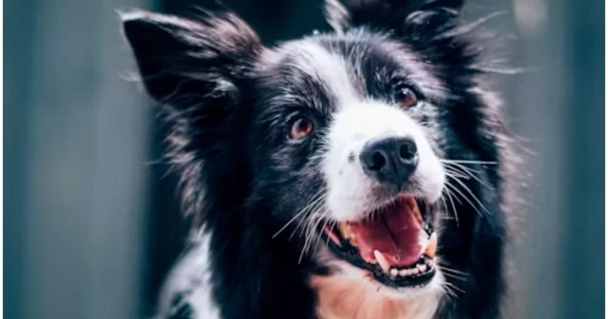 Samsung unveils AI tool that can detect health issues in pets from a photo