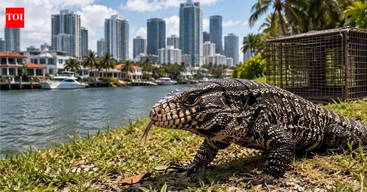 Some of the biggest states in the US, home to several tech billionaires, are racing to stop spread of 4-foot-long lizards as June and July are ...