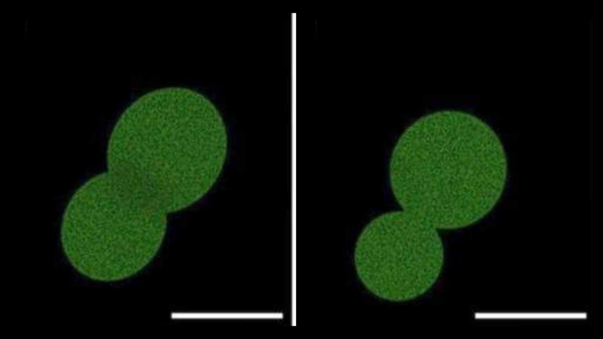 Scientists in a laboratory working with synthetic cells