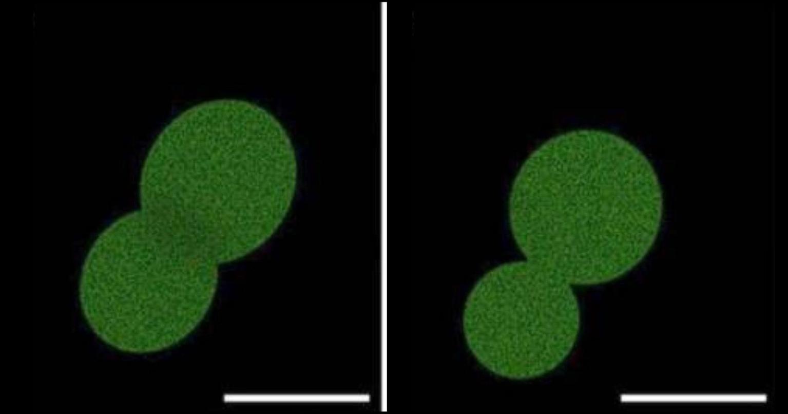 Scientists in a laboratory working with synthetic cells